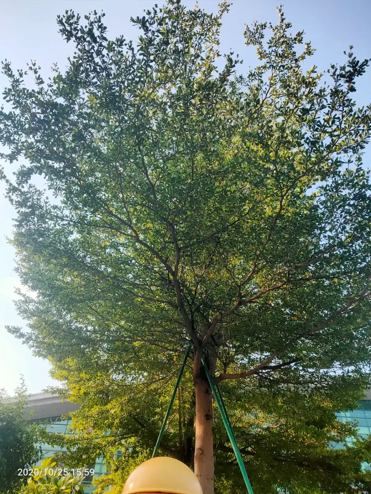 2020-10-25(打羽毛球)