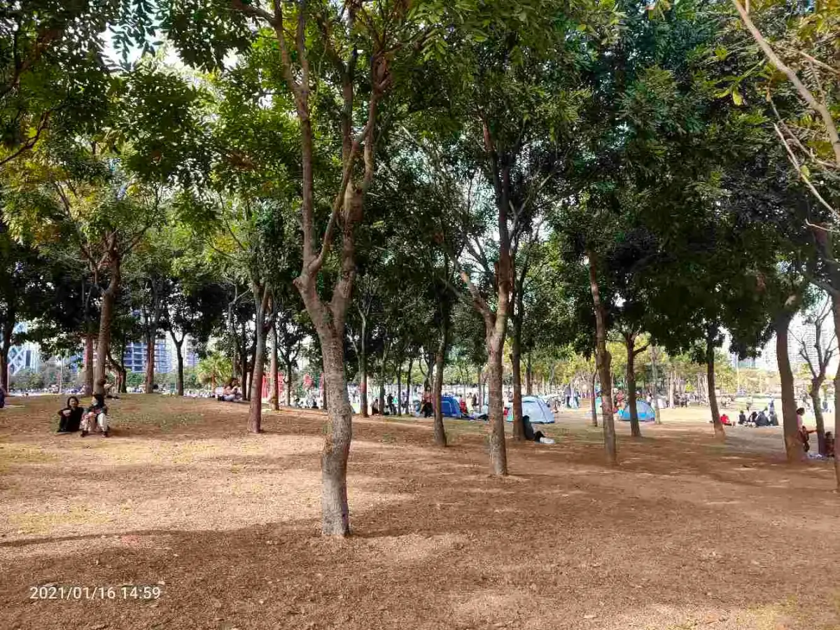 2021-01-16(公司野餐撸猫)