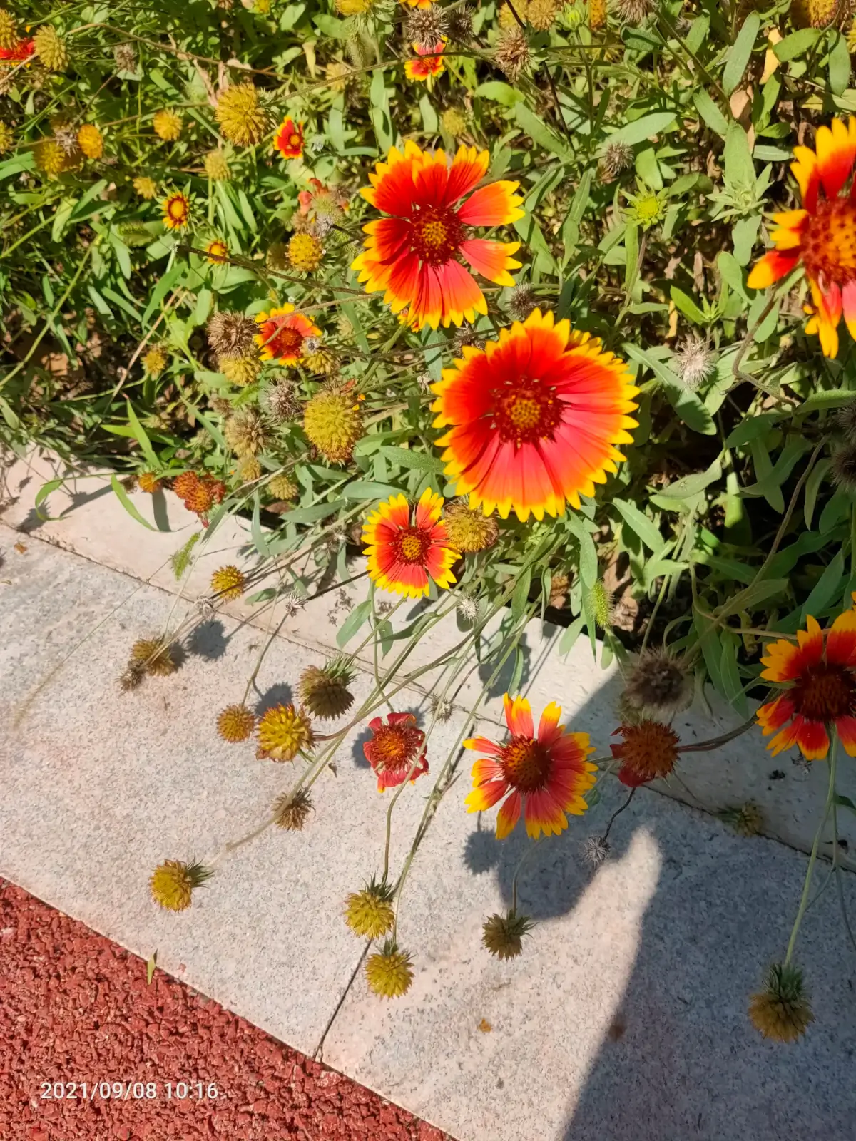 2021-09-08(从没把我的话放在心上)