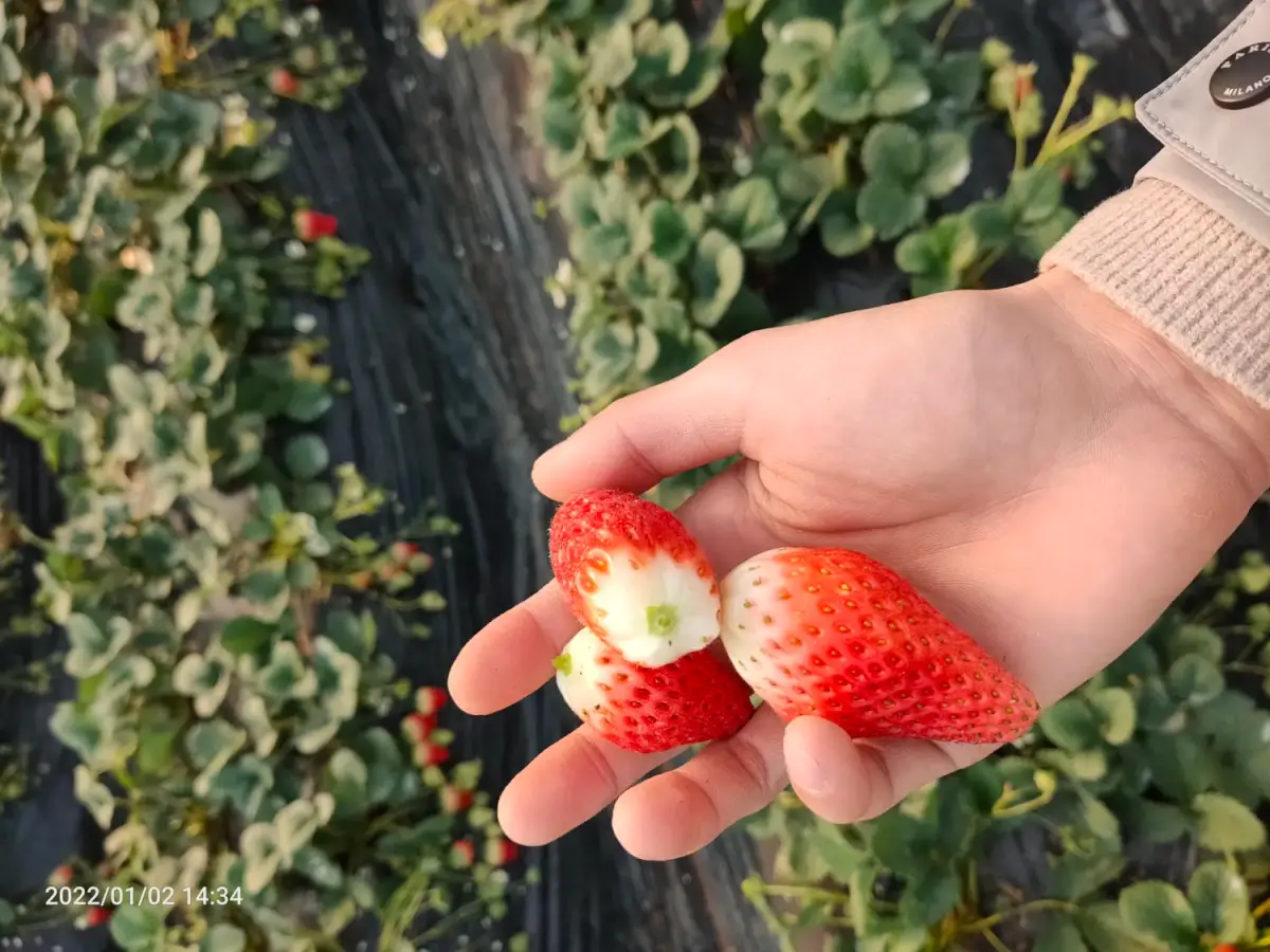 2022-01-02(摘草莓)