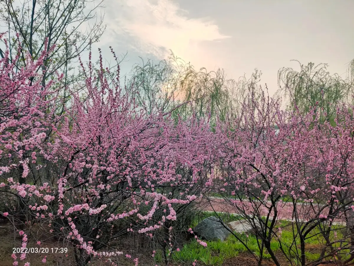 2022-03-19-20(去植物园，把橙子滑板蹲坏了)