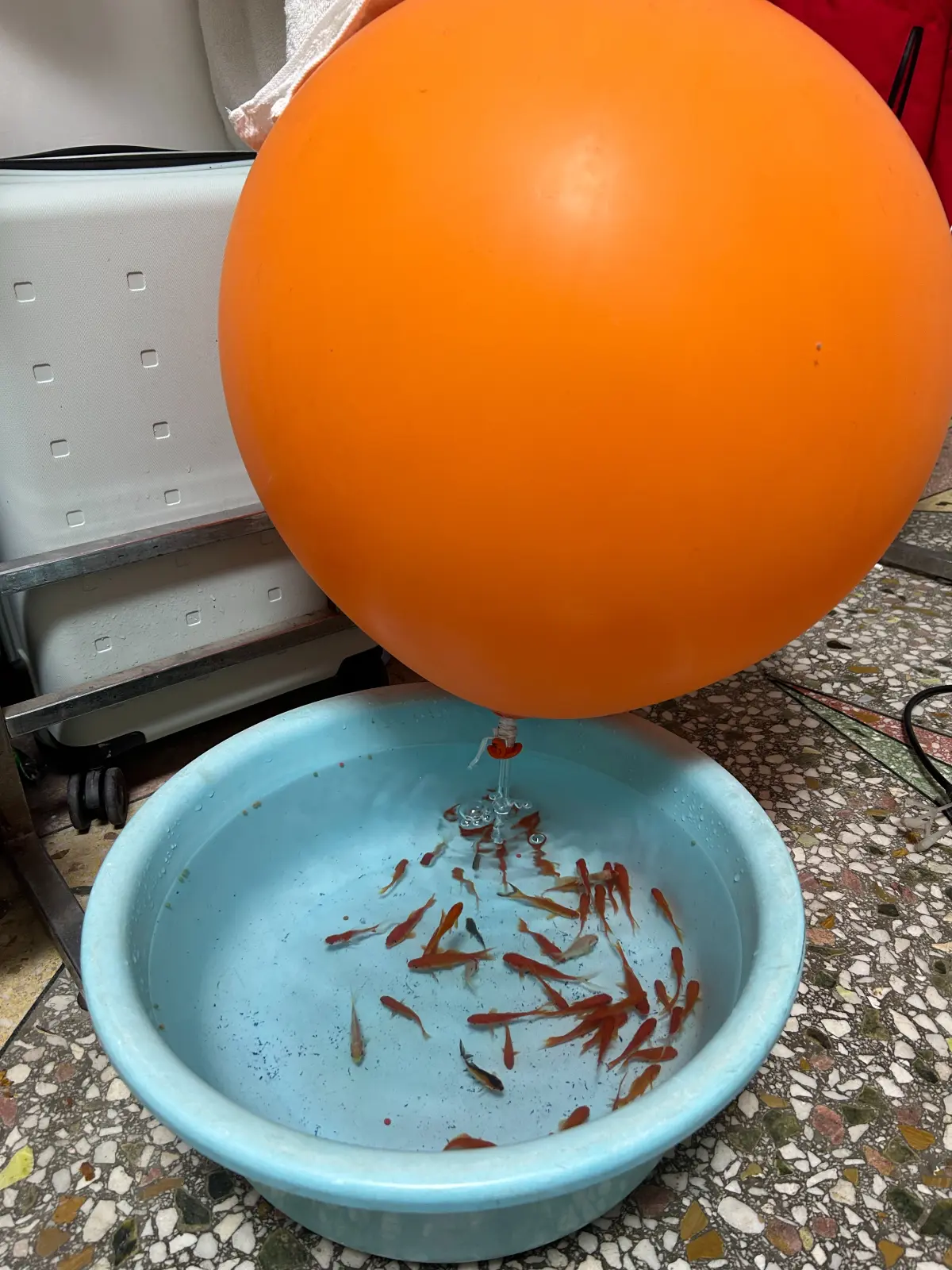 2023-12-15(买了小鱼)