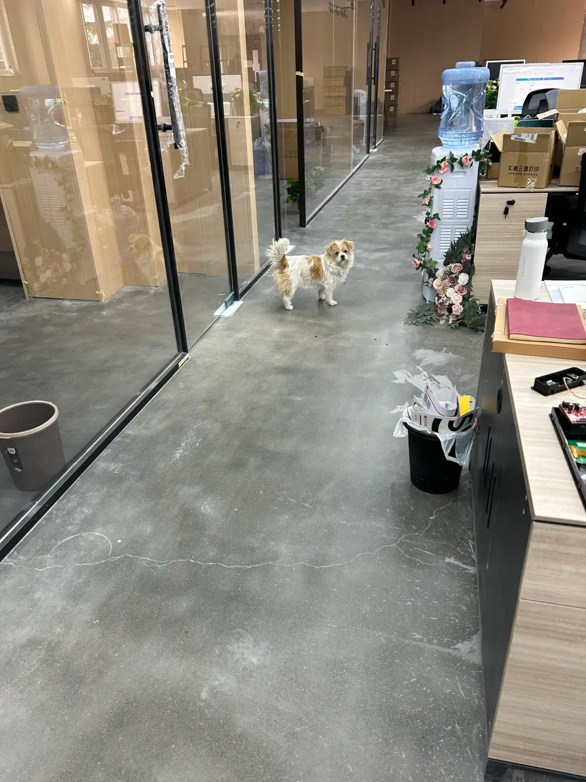 2024-11-14(公司小生命诞生了)