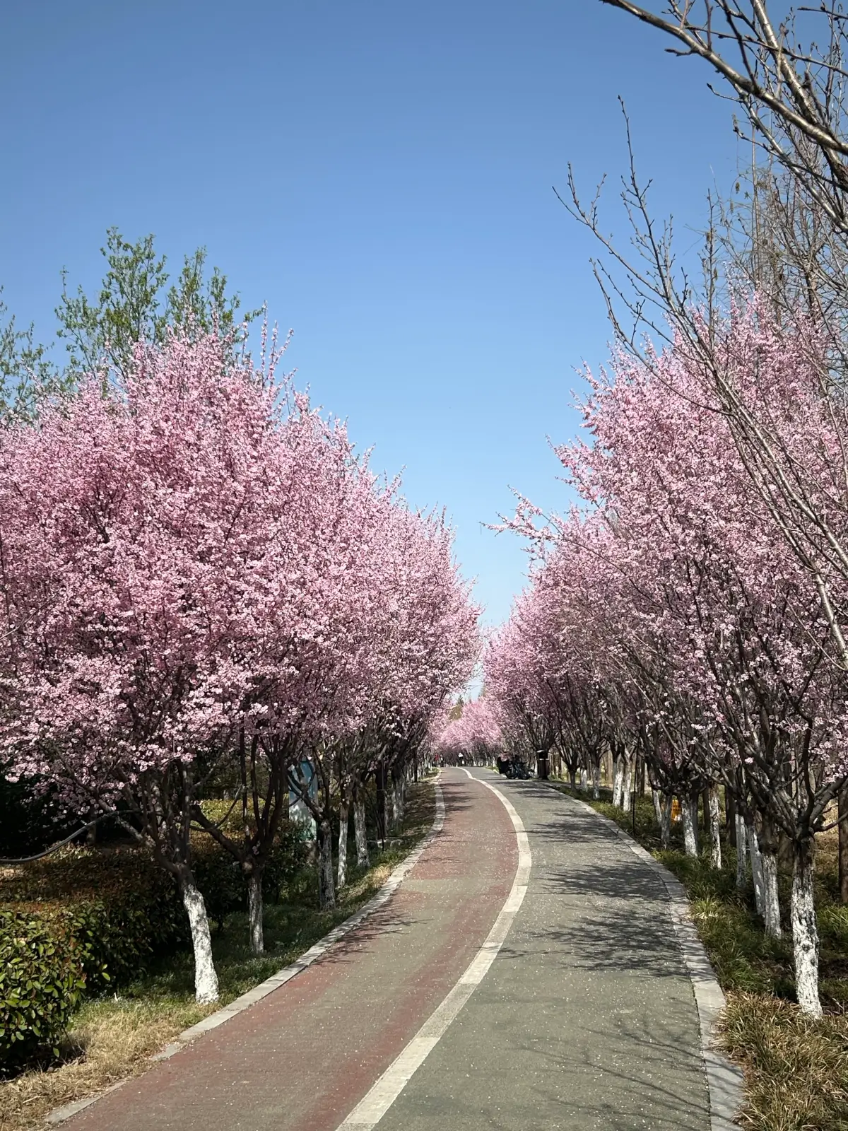 2025-03-22(春游露营)