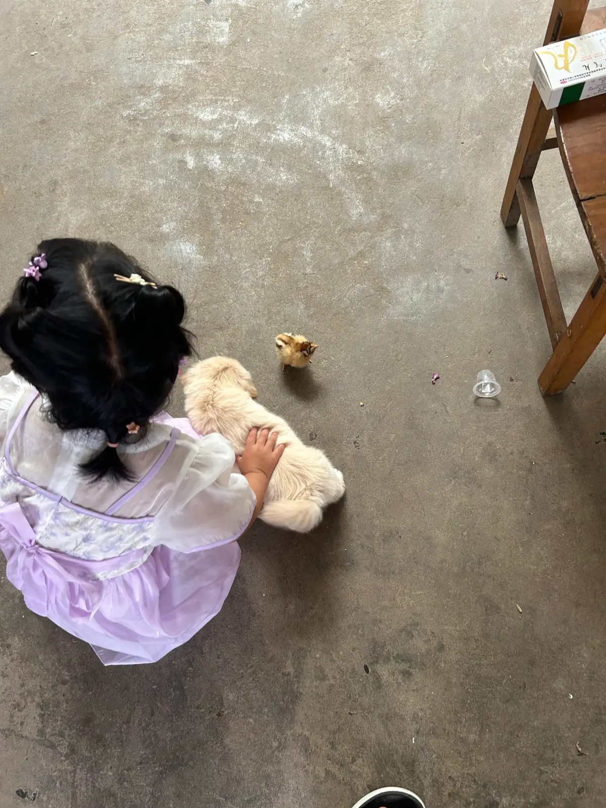 2025-06-08(买小狗)